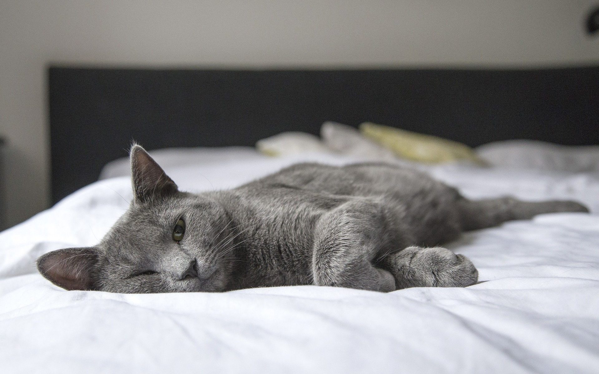 grey cat lying on a bed