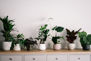 indoor-plants-rent-friendly-decor-green-living-potted-plants-annie-sprat