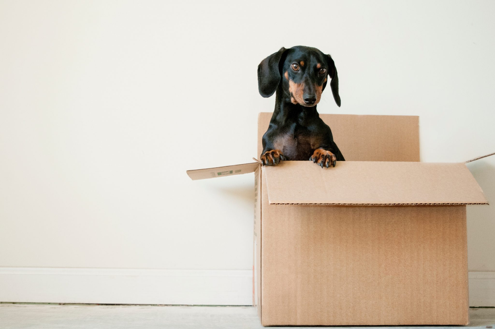 Allowing Pets in Irish Rental Properties - Advantages For Landlords